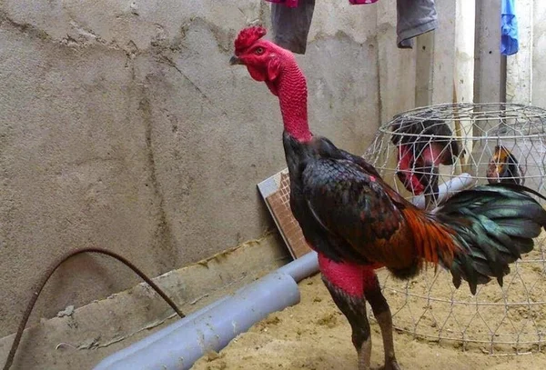 Chú ý nạp carbo trong 3 ngày cuối cho gà chọi