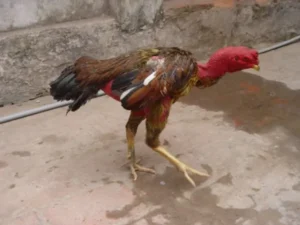 Tăng cân cho gà chọi để gà khỏe mạnh