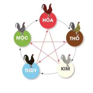 Dựa theo ngũ hành để xem ngày đá gà