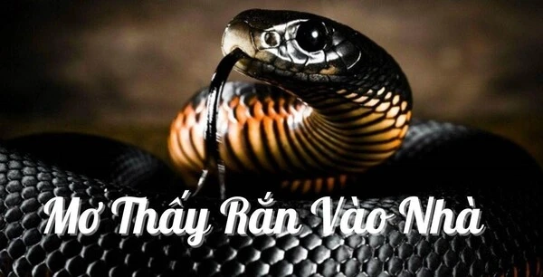 Chiêm bao thấy rắn vào nhà có điềm gì?