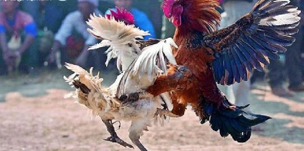 Đá gà cựa sắt