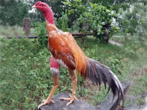 Màu lông giống gà chọi vàng