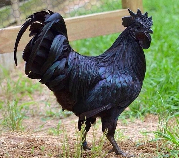 Lý do giá gà mặt quỷ tới trăm triệu