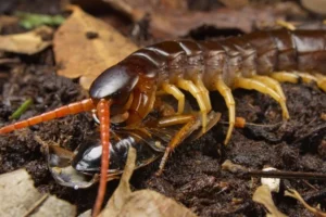 Chiêm bao thấy con rết khổng lồ là một điềm báo tốt cho tương lai